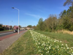 Bollenlint in Zaanstad